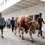 Sapi Kurban Wapres di Ponpes Wali Barokah Sambut Idul Adha 1447 H