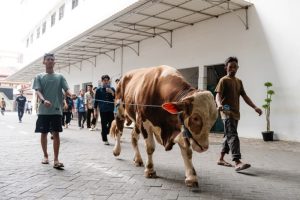 Sapi Kurban Wapres di Ponpes Wali Barokah Sambut Idul Adha 1447 H