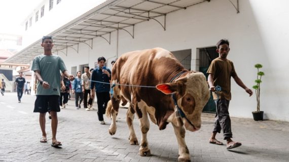 Sapi Kurban Wapres di Ponpes Wali Barokah Sambut Idul Adha 1447 H